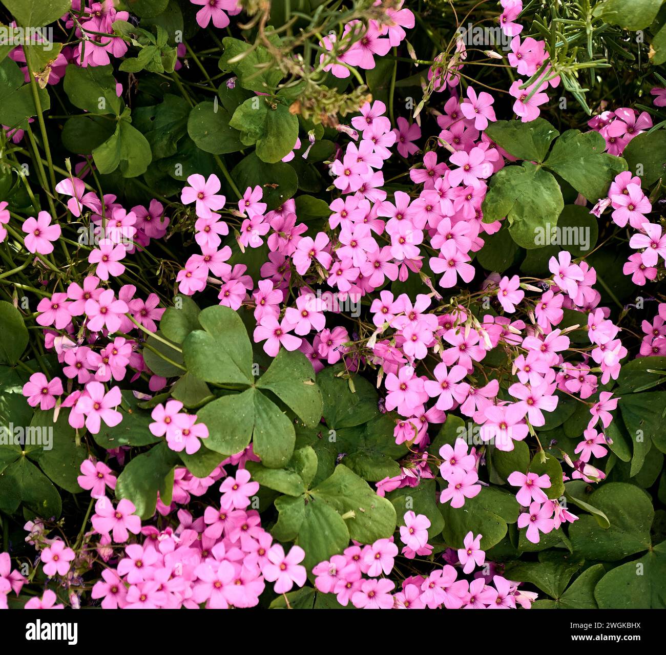 Rosemary (Salvia rosmarinus) and  giant clover (Trifolium, Oxalis articulata) in the patio of a town house. Detail plan. Stock Photo