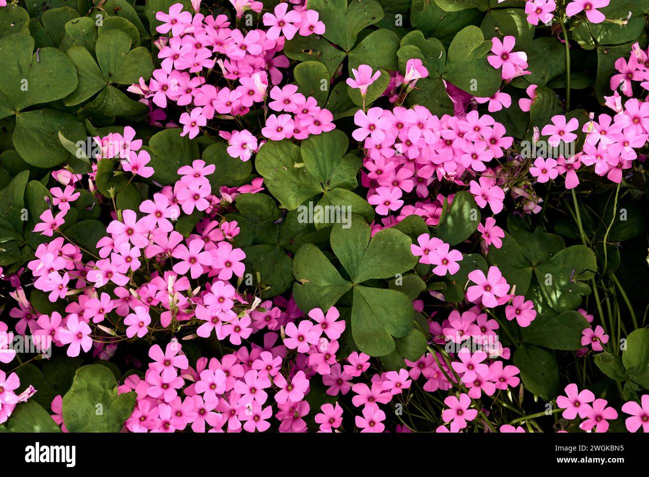 Rosemary (Salvia rosmarinus) and  giant clover (Trifolium, Oxalis articulata) in the patio of a town house. Detail plan. Stock Photo