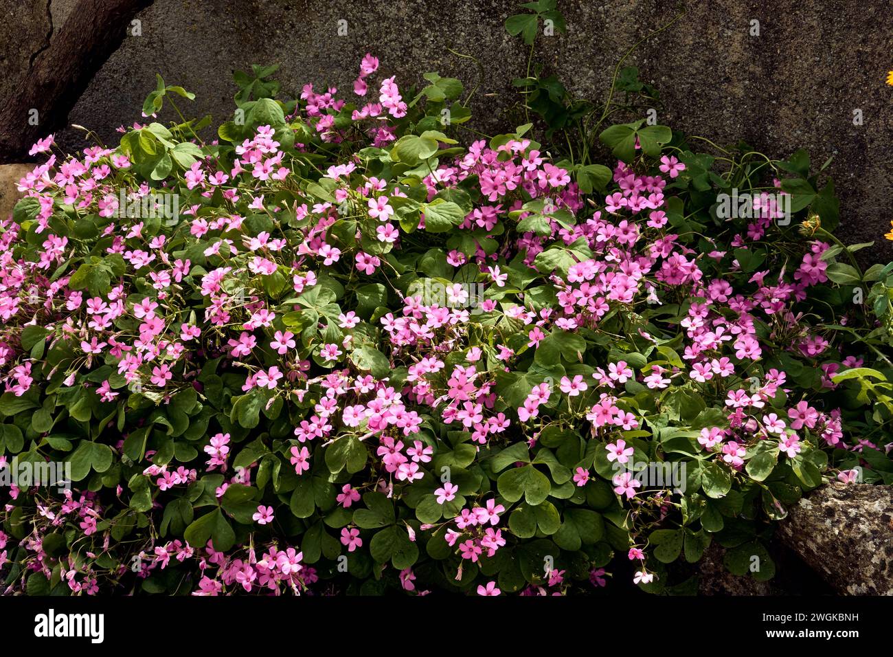 Giant clover (Trifolium, Oxalis articulata) in the patio of a town house. Detail plan. Stock Photo