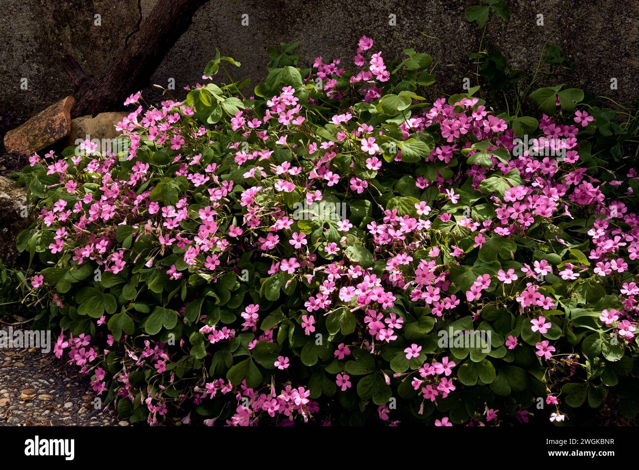 Giant clover (Trifolium, Oxalis articulata) in the patio of a town house. Detail plan. Stock Photo