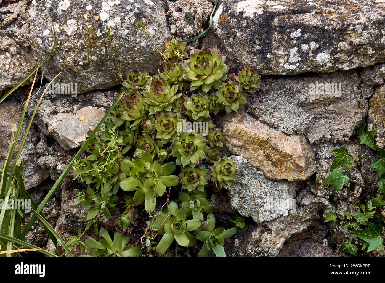 Immortelles (Sempervivum) and ivy (Hedera) in the patio of a town house. Detail plan in stone planter. Stock Photo