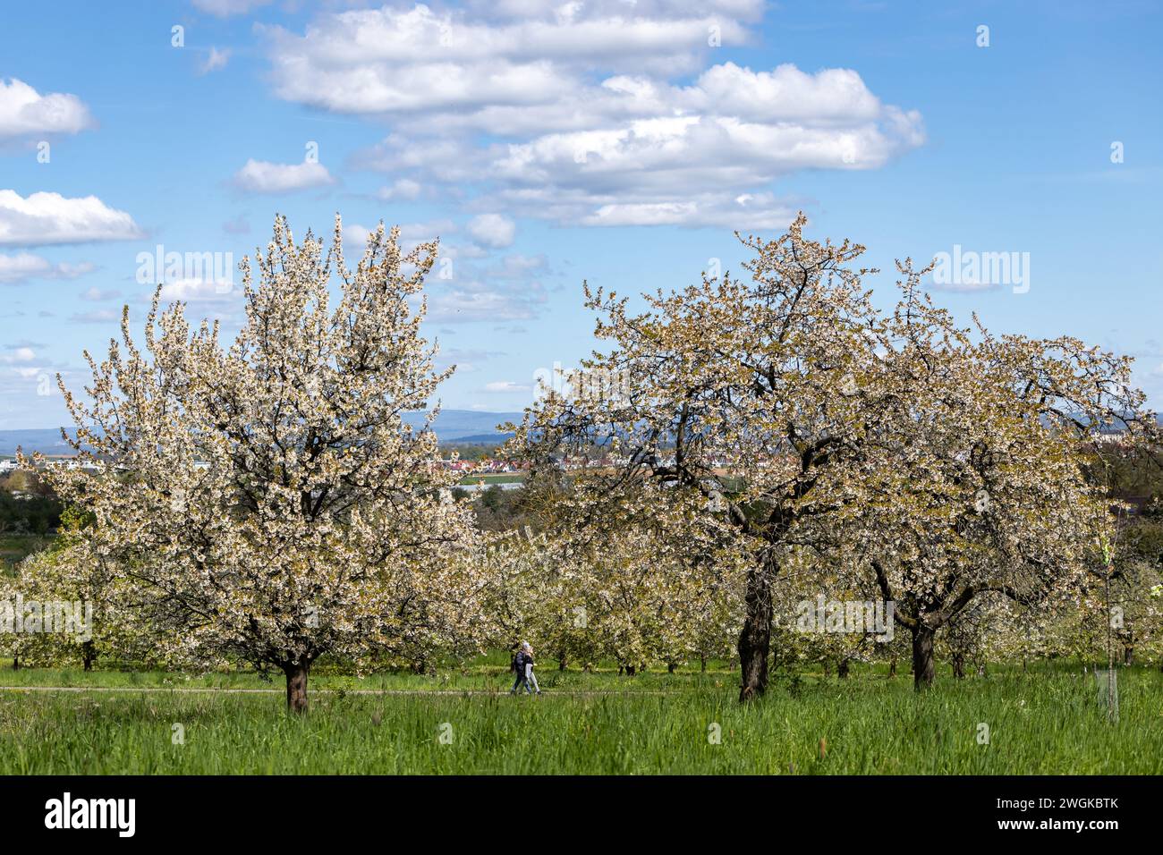 Blossoming cherry trees in the village Ockstadt, part of the town Friedberg, Hesse, Germany, Europe Stock Photo