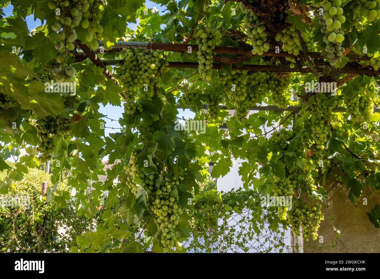 Espectaculares racimos de uvas verdes en la vid en una casa de campo, Corrales del Vino, Zamora, España Stock Photo