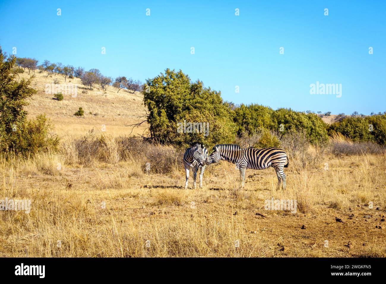 Zebras in their natural habitat in a wildlife preserve area in Gauteng province of South Africa