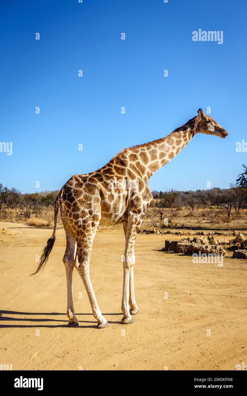 Giraffe in its natural habitat in a wildlife preserve area in Gauteng province of South Africa Stock Photo