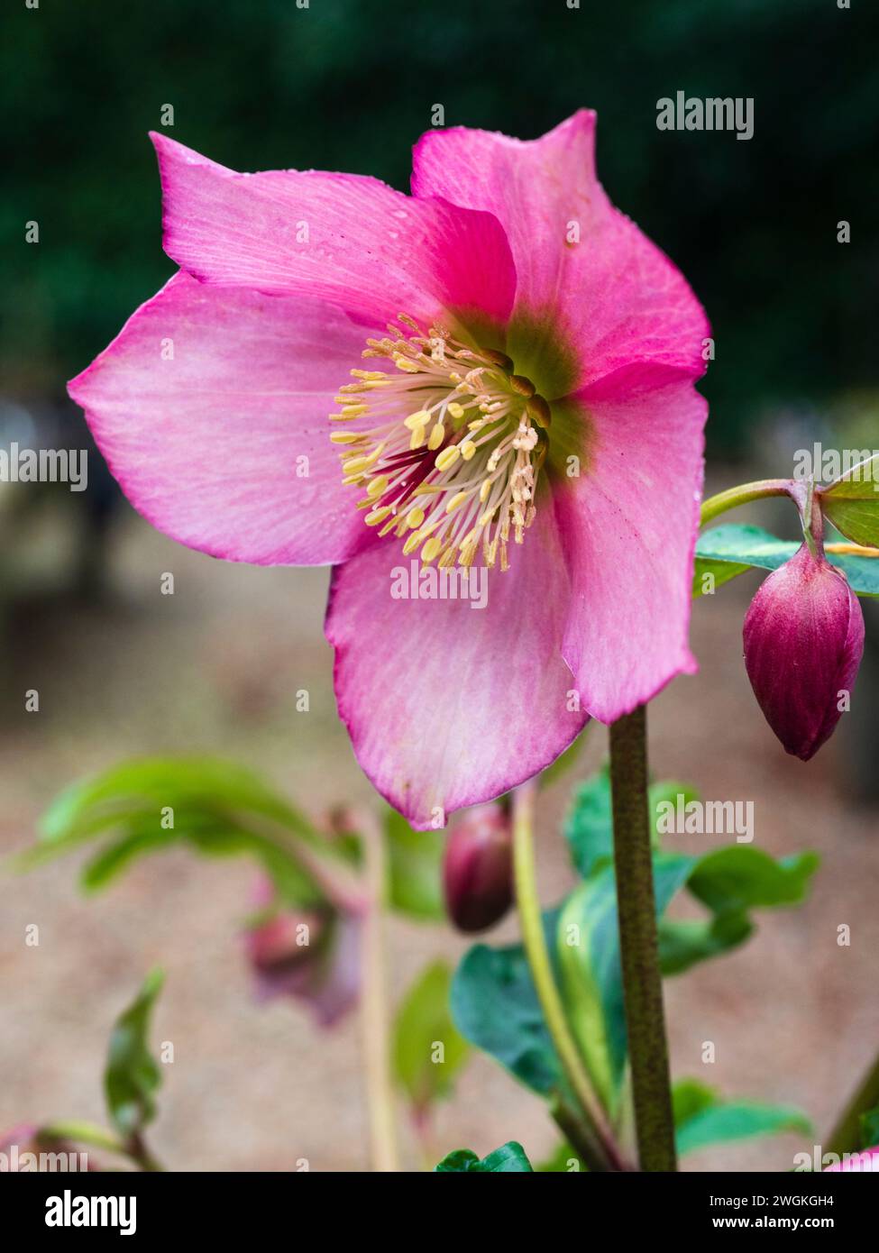 Pink winter flower of the hardy, semi evergreen perennial hellebore, Helleborus x orientalis 'Walburton's Rosemary' Stock Photo