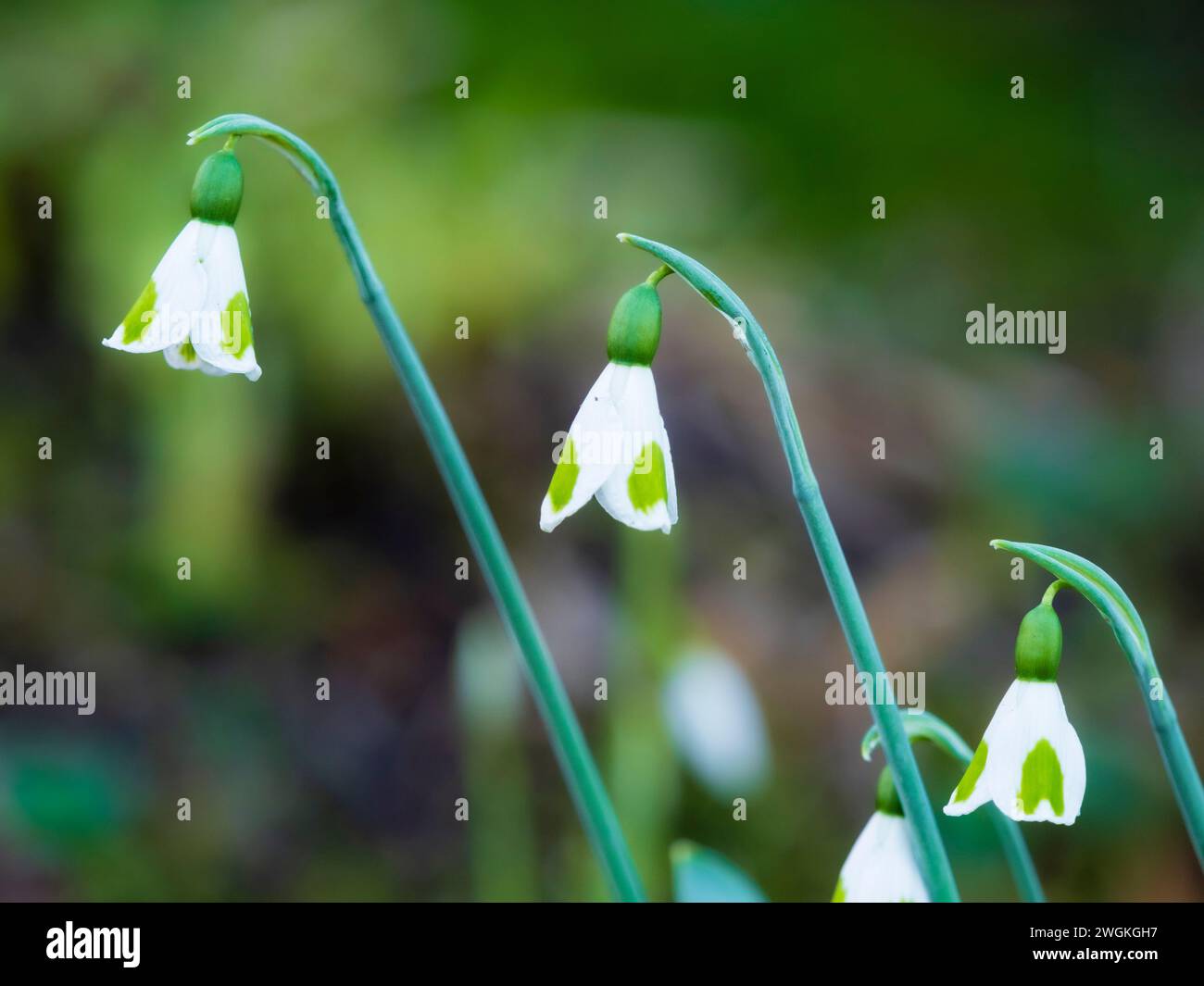 Well marked hamging flowers of the winter blooming single snowdrop, Galanthus 'Long John Silver' Stock Photo