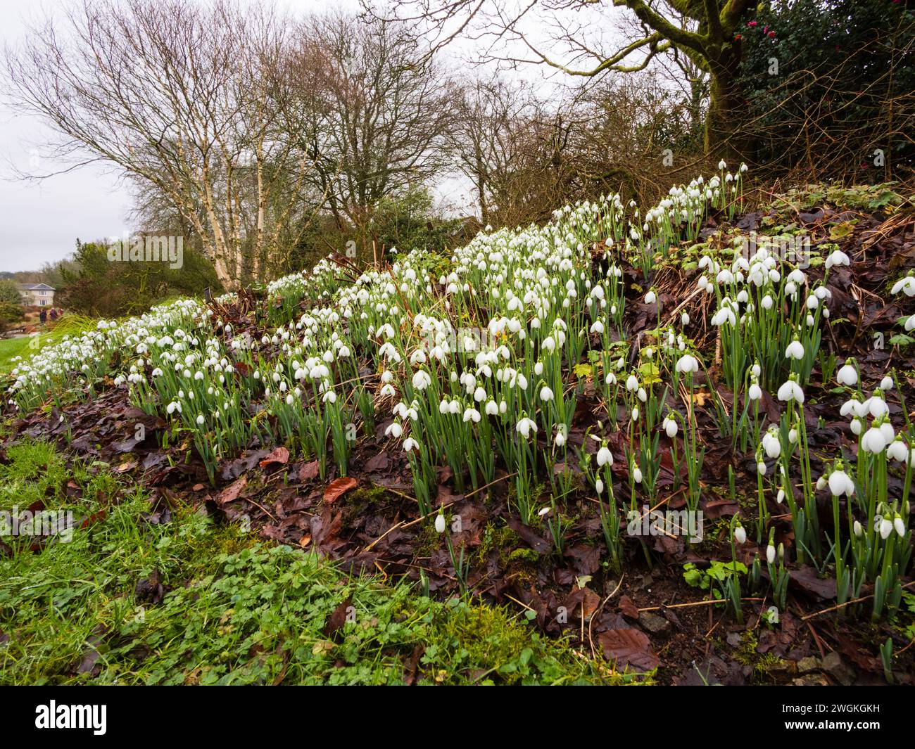 Massed displays of the winter flowering snowdrop, Galanthus elwesii 'S Arnott' at The Garden House, Buckland Monachorum, Devon, UK Stock Photo