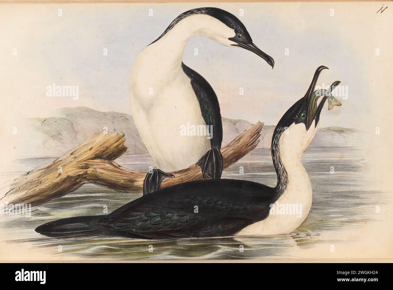 White-breasted Cormorant (Phalacrocorax leucogaster).  Plate from the Book Birds of Australia from John Gould, with illustration by his wife Elizabeth Gould, and from her drawings after her passing.   Published in eight volumes (including supplements) from 1840 to 1869 Stock Photo