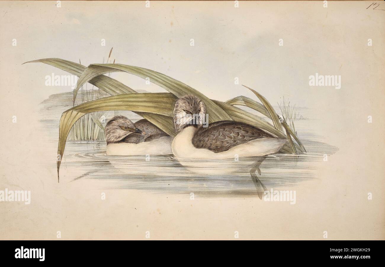 Podiceps poliocephalus, Hoary headed Grebe . Plate from the Book Birds of Australia from John Gould, with illustration by his wife Elizabeth Gould, and from her drawings after her passing.   Published in eight volumes (including supplements) from 1840 to 1869 Stock Photo