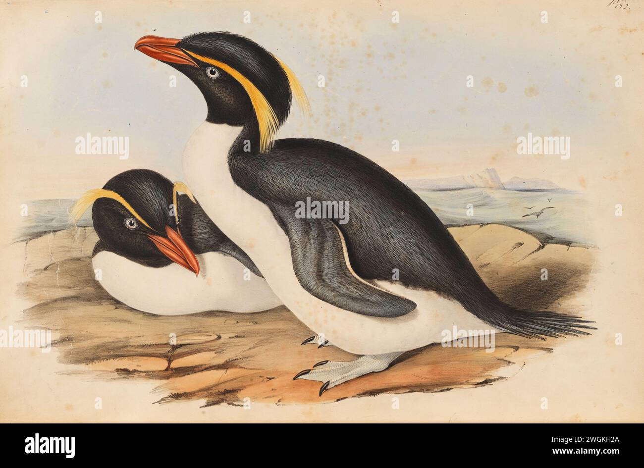 Eudyptes chrysocome , Crested Penguin .Plate from the Book Birds of Australia from John Gould, with illustration by his wife Elizabeth Gould, and from her drawings after her passing.   Published in eight volumes (including supplements) from 1840 to 1869.  species now known as Southern rockhopper penguin Stock Photo