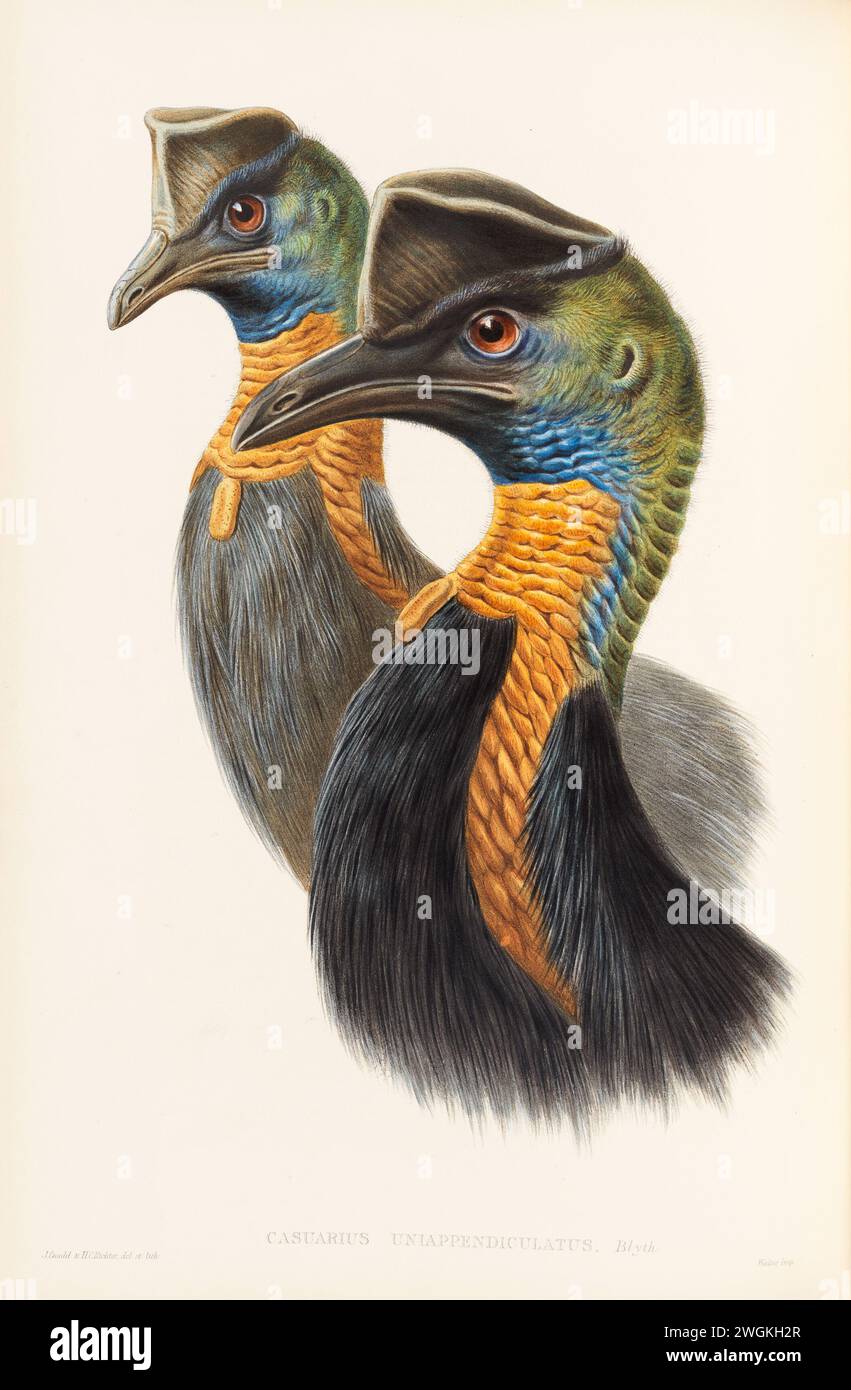 Casuarius uniappendiculatus, One-carunculated Cassowary (showing two heads ).  Plate from the Book Birds of Australia from John Gould, with illustration by his wife Elizabeth Gould, and from her drawings after her passing.   Published in eight volumes (including supplements) from 1840 to 1869 Stock Photo