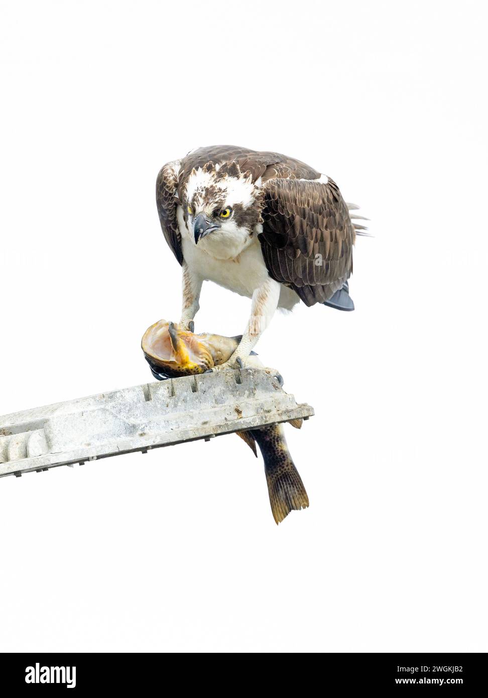 Osprey male eating sea bass hires stock photography and images Alamy