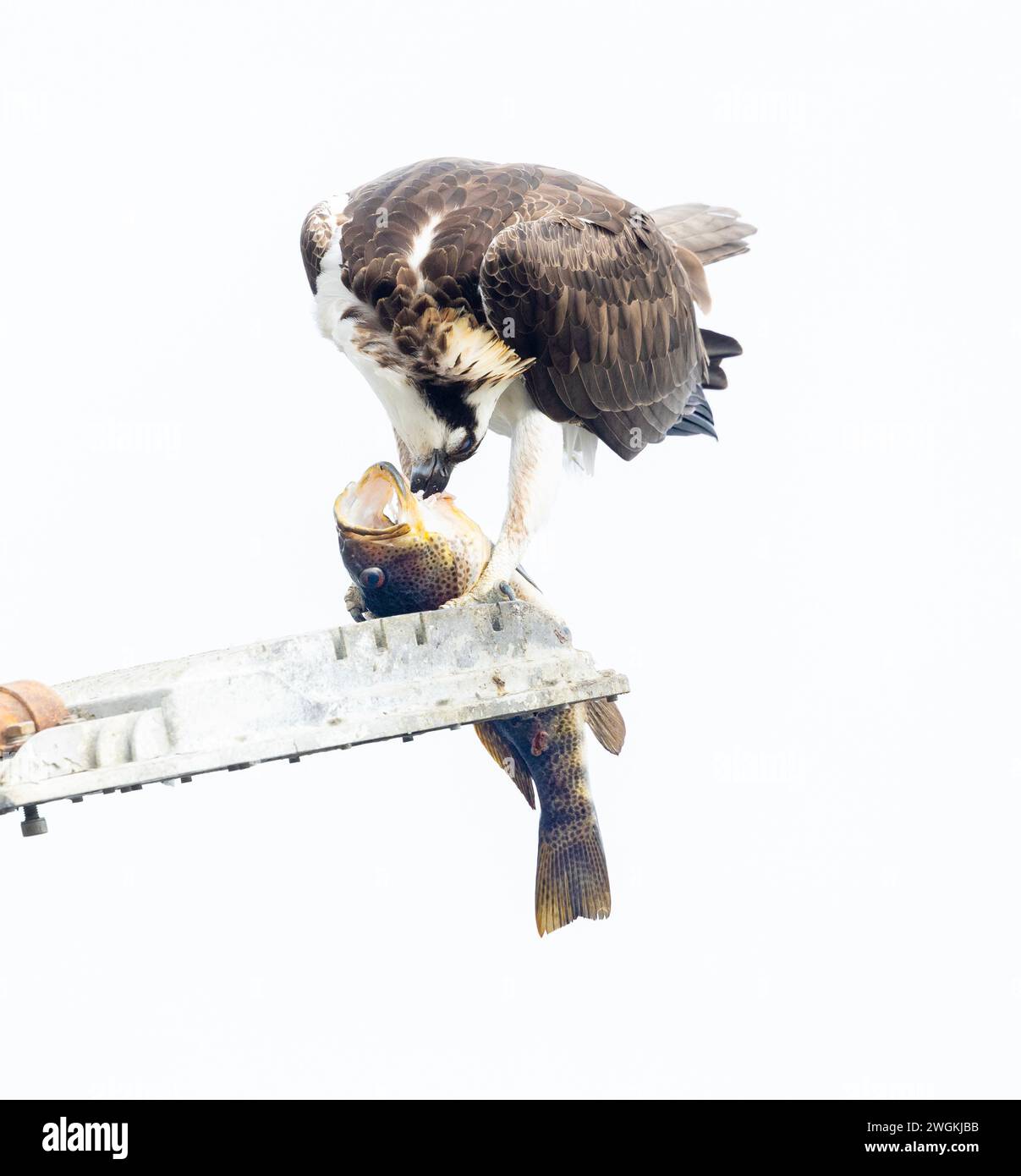 Osprey male eating sea bass hires stock photography and images Alamy