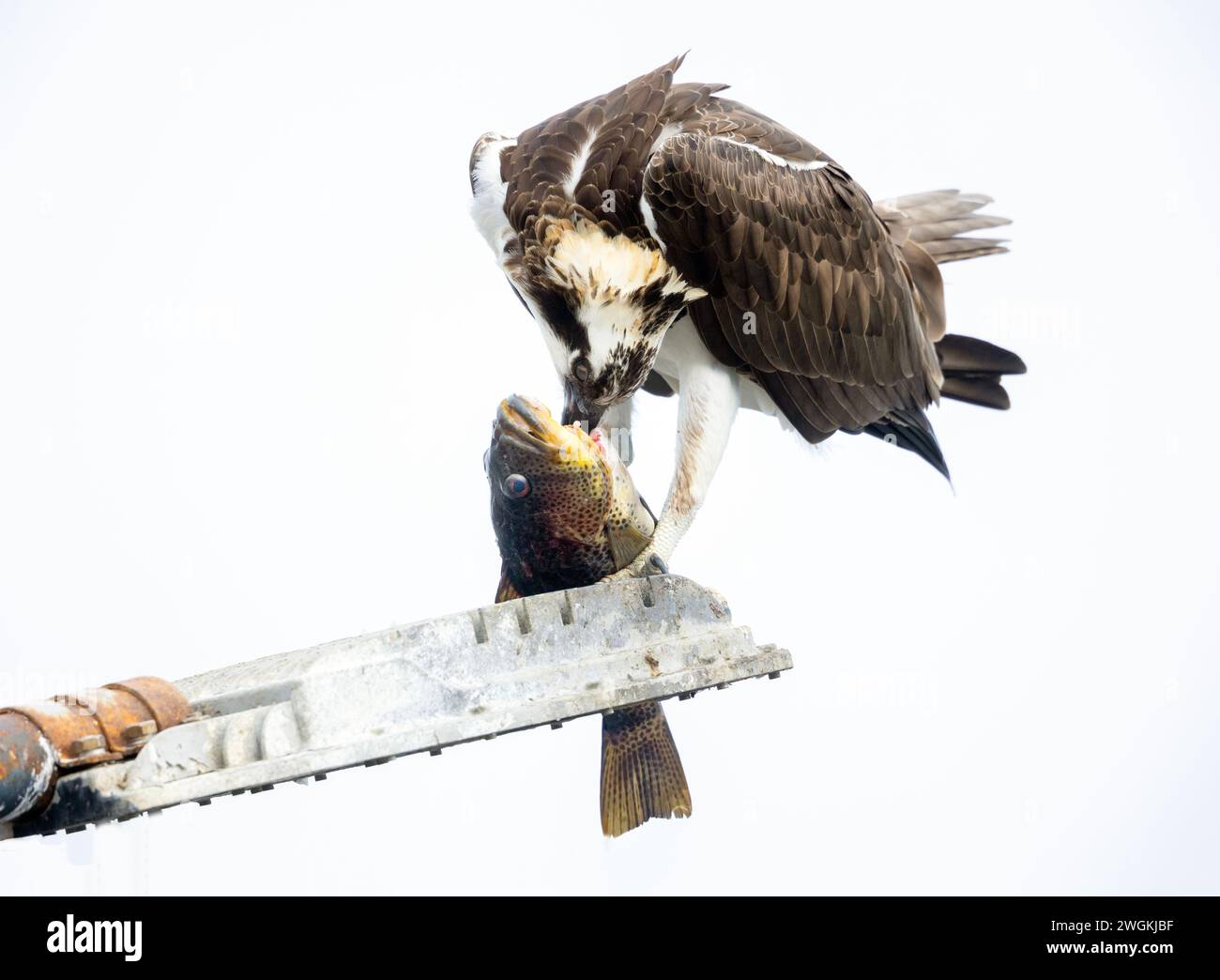 Osprey Male Eating Sea Bass Stock Photo Alamy