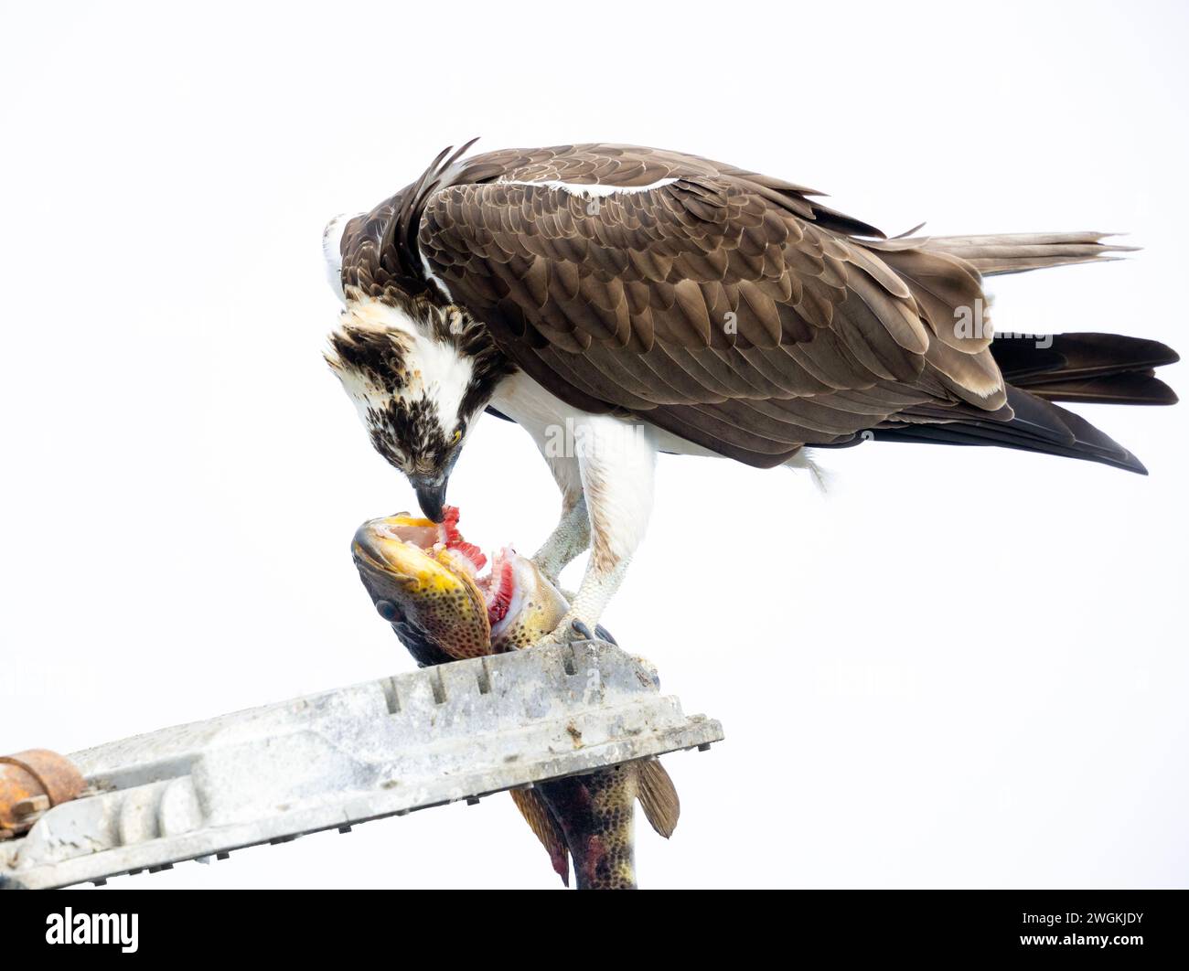 Osprey Male Eating Sea Bass Stock Photo Alamy
