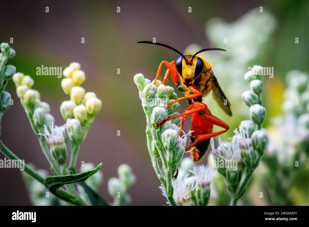 Great Golden Digger Wasp (Sphex ichneumoneus)on grean and white foliage Stock Photo