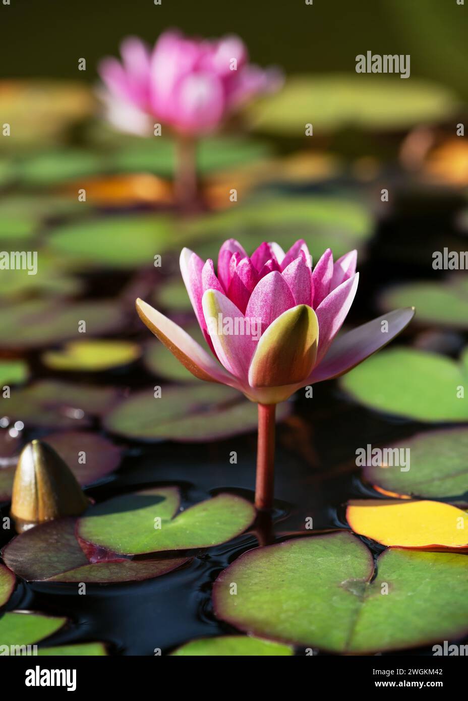 Leaves nymphaeaceae water lily hi-res stock photography and images - Alamy