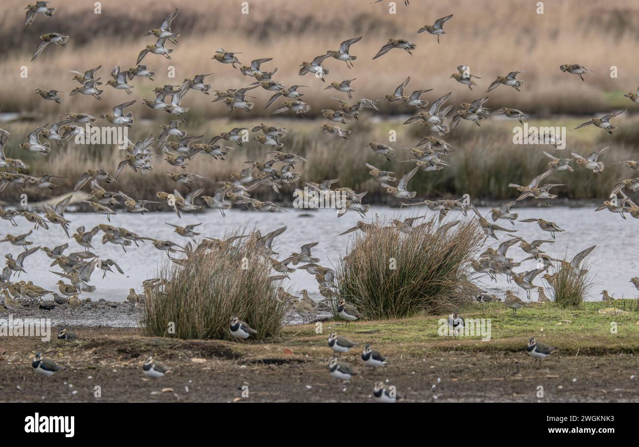 Flock of Golden plover, Pluvialis apricaria, in flight, coming in to land in winter over coastal wetland, Dorset. Stock Photo