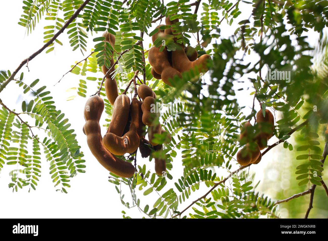 Tamarind PNG, Vector, PSD, and Clipart With Transparent Background for Free  Download | Pngtree