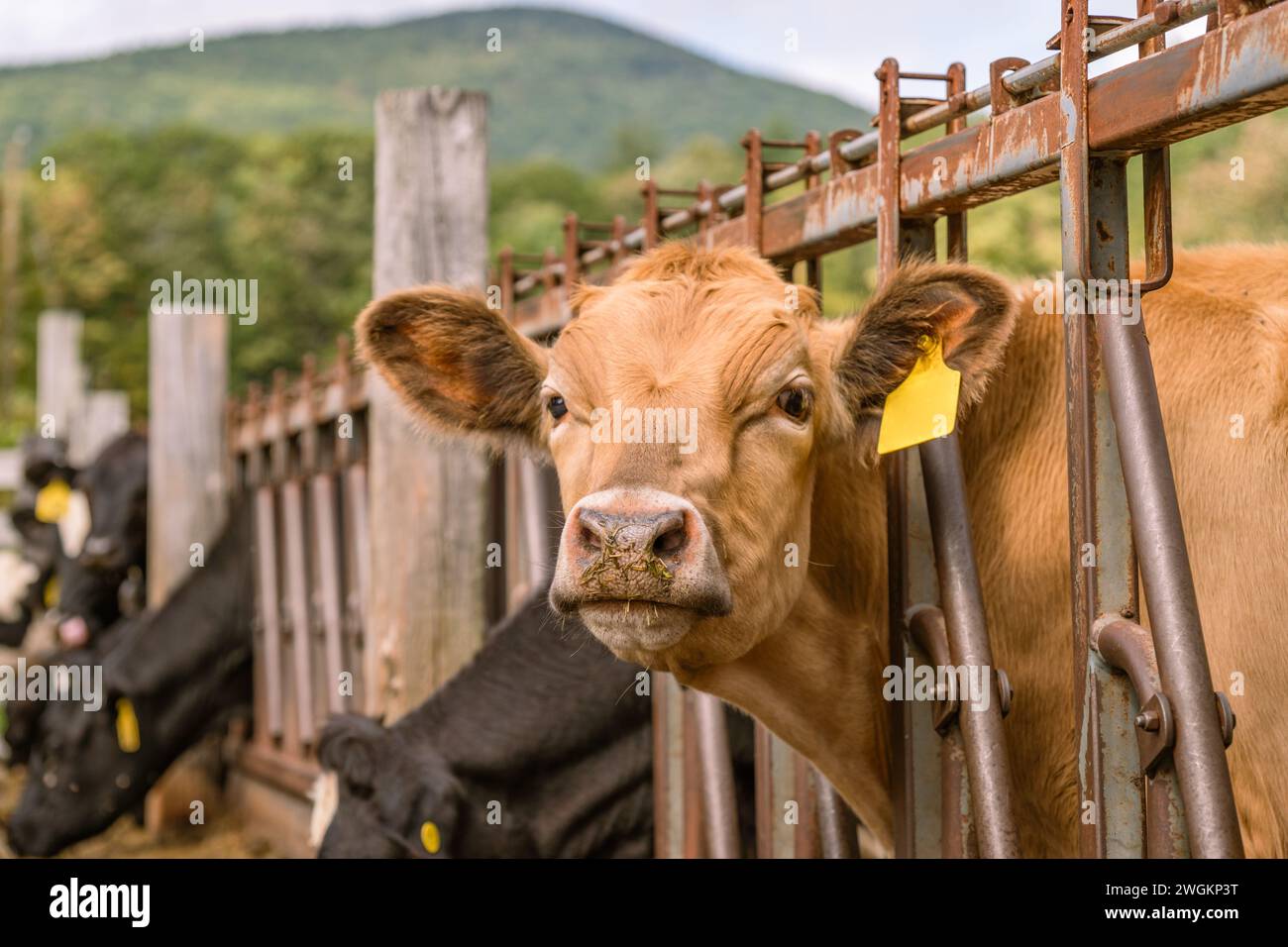 Cow eating at the trough on a farm looking at camera Stock Photo Alamy