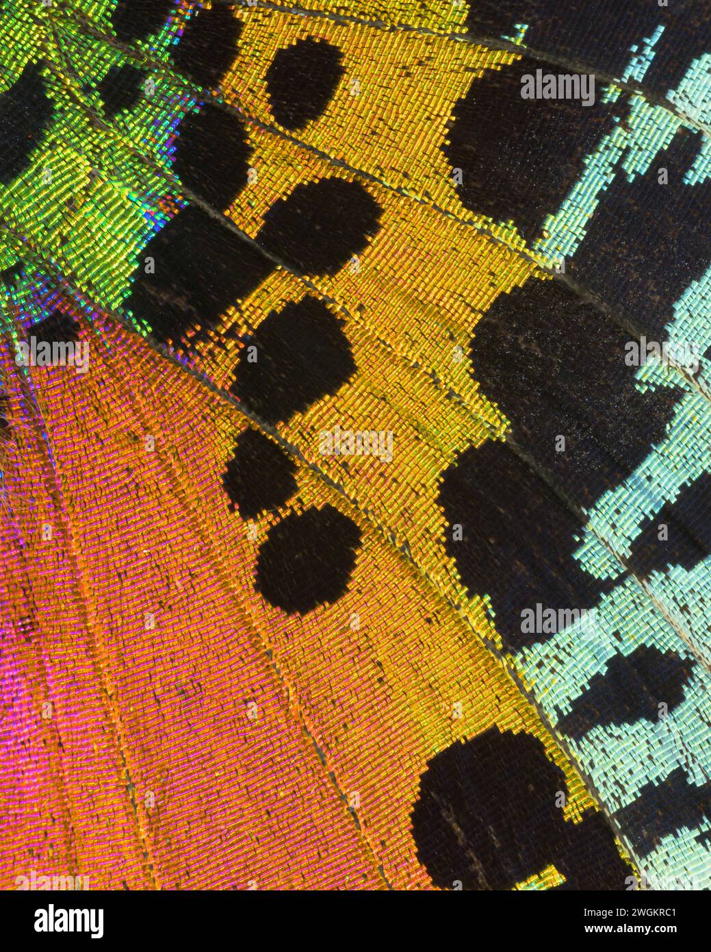 Butterfly wing abstract in Orland Park, Illinois on February 3, 2024 Stock Photo