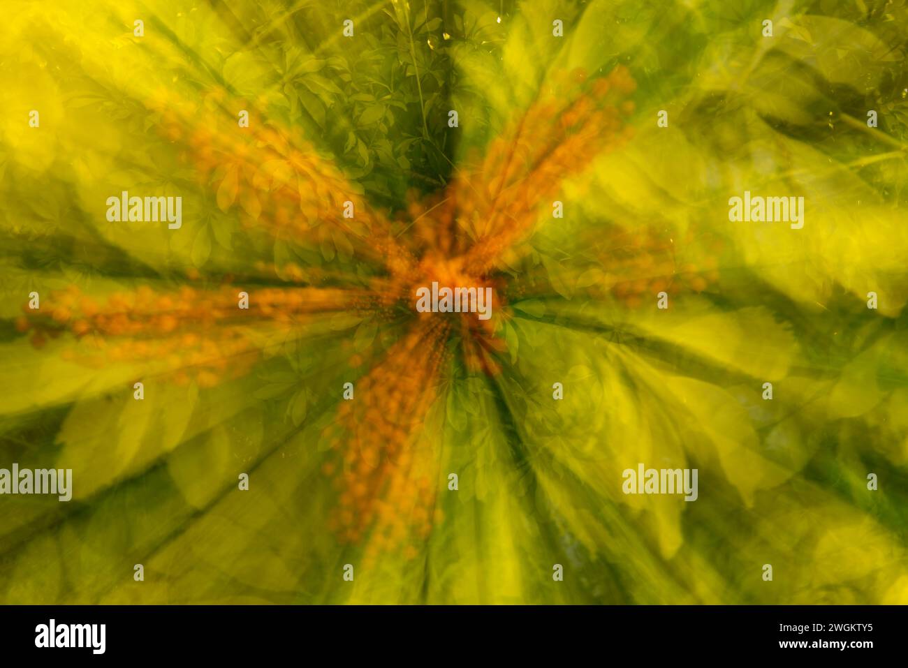 Abstract picture of a green and orange plant photographed with intentional camera movement by zooming out. Stock Photo