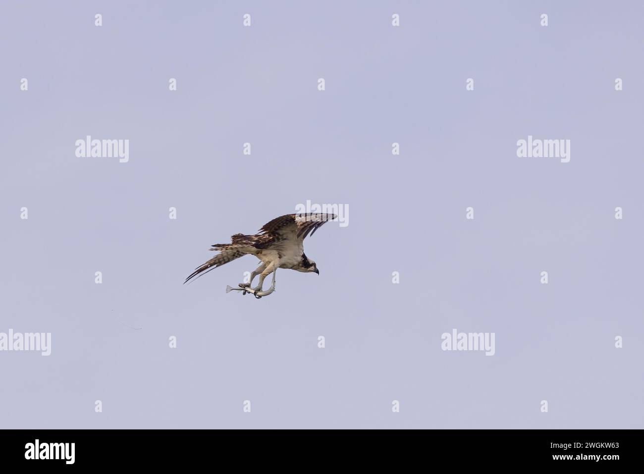 An osprey in flight with an Atlantic needlefish in its talons. Stock Photo