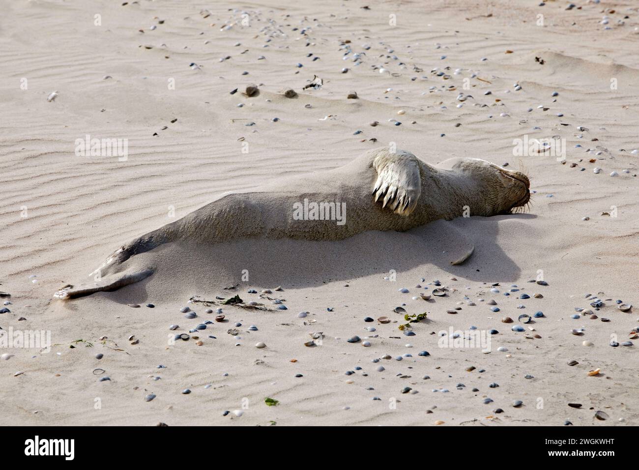 harbor seal, common seal (Phoca vitulina), dead seal on the beach, Germany, Lower Saxony, Norderney Stock Photo