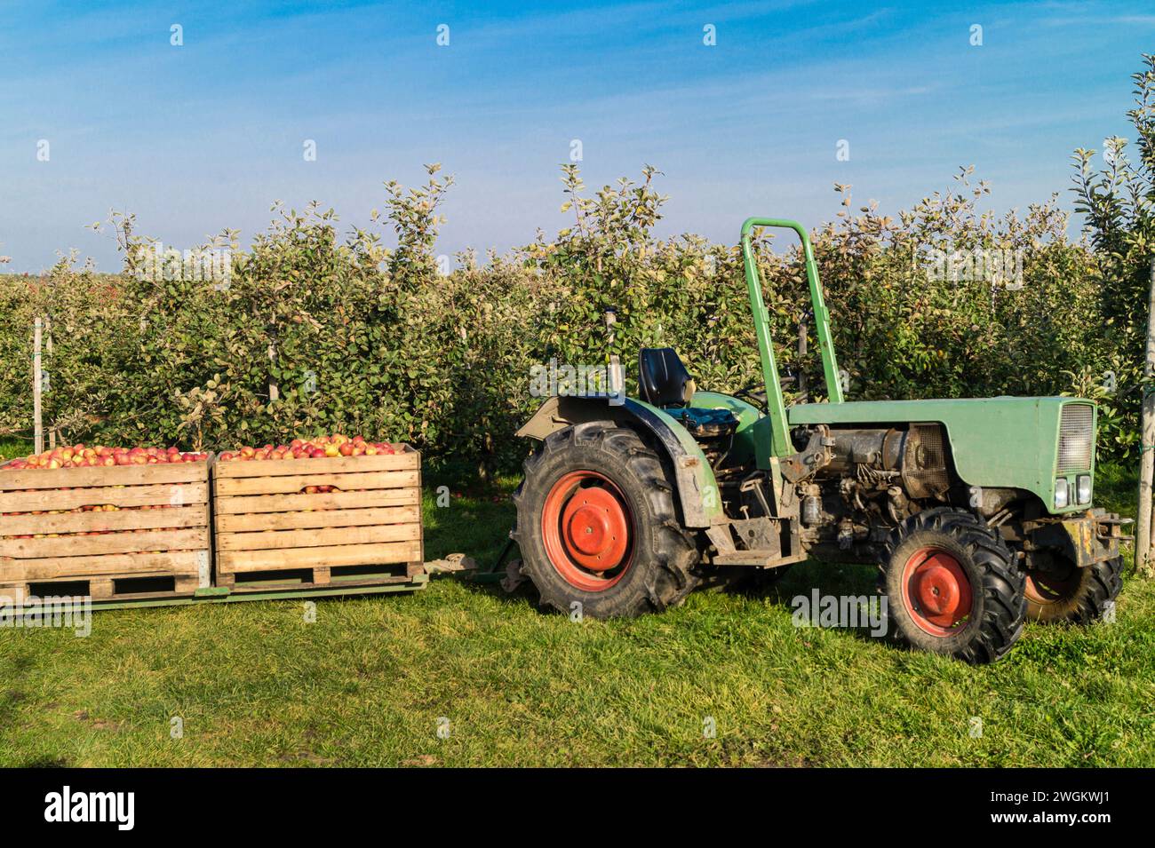 apple tree (Malus domestica), tractor with harvested apples in large wooden crates on an apple orchard, apple harvest, Germany Stock Photo