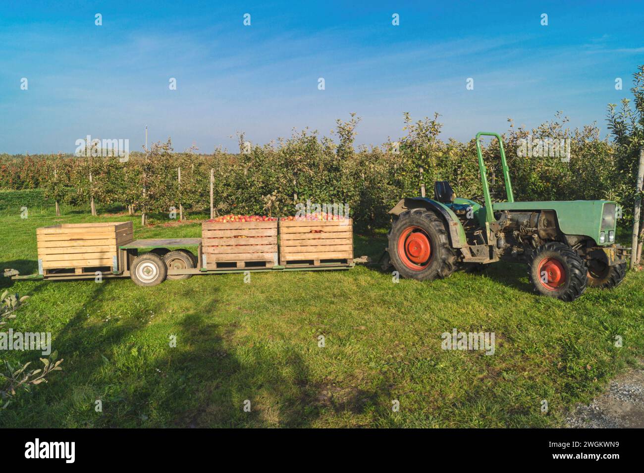apple tree (Malus domestica), harvested apples in large wooden crates on an apple orchard, apple harvest, Germany Stock Photo