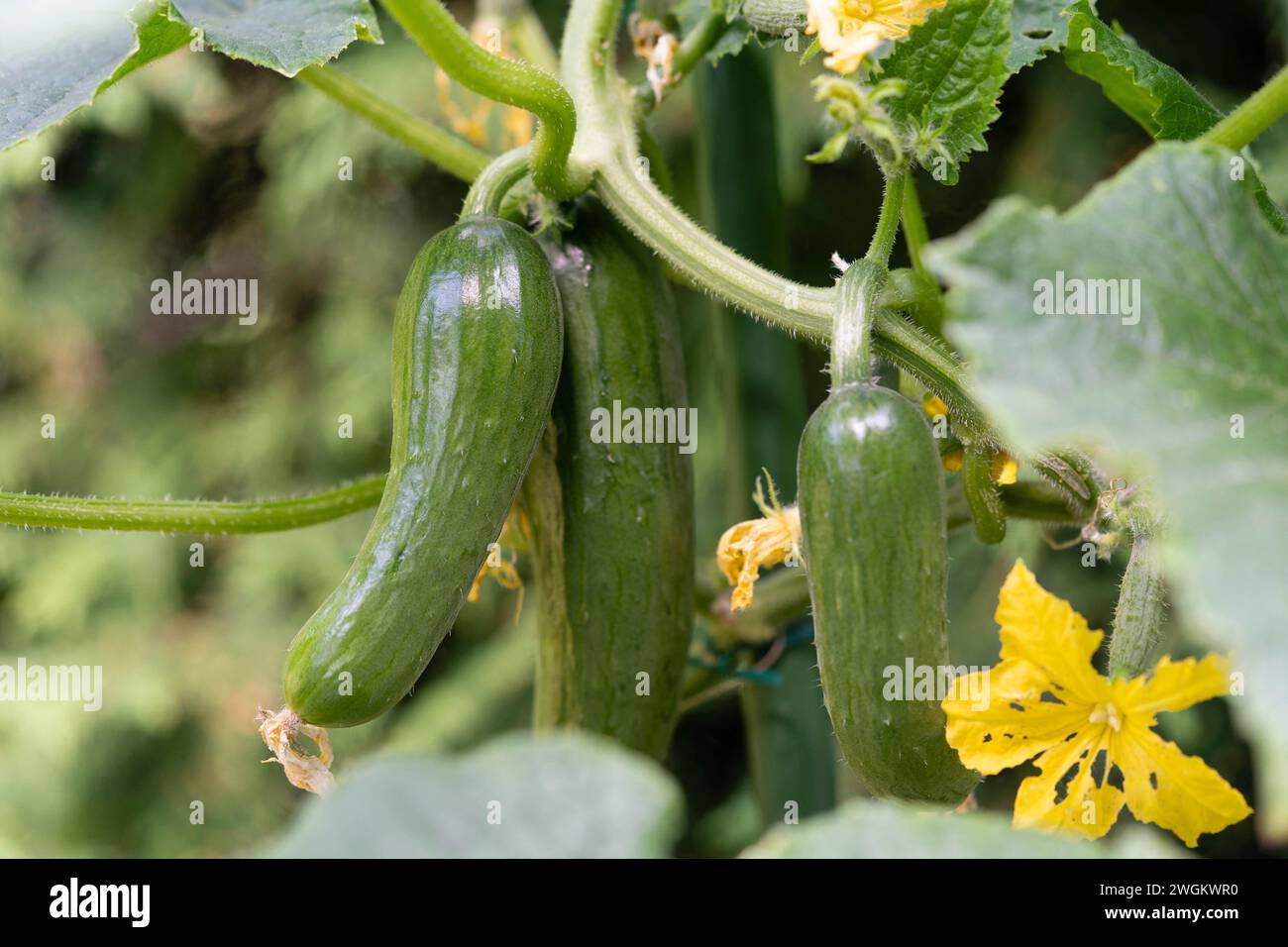Growing cucumbers on a branch Stock Photo Alamy