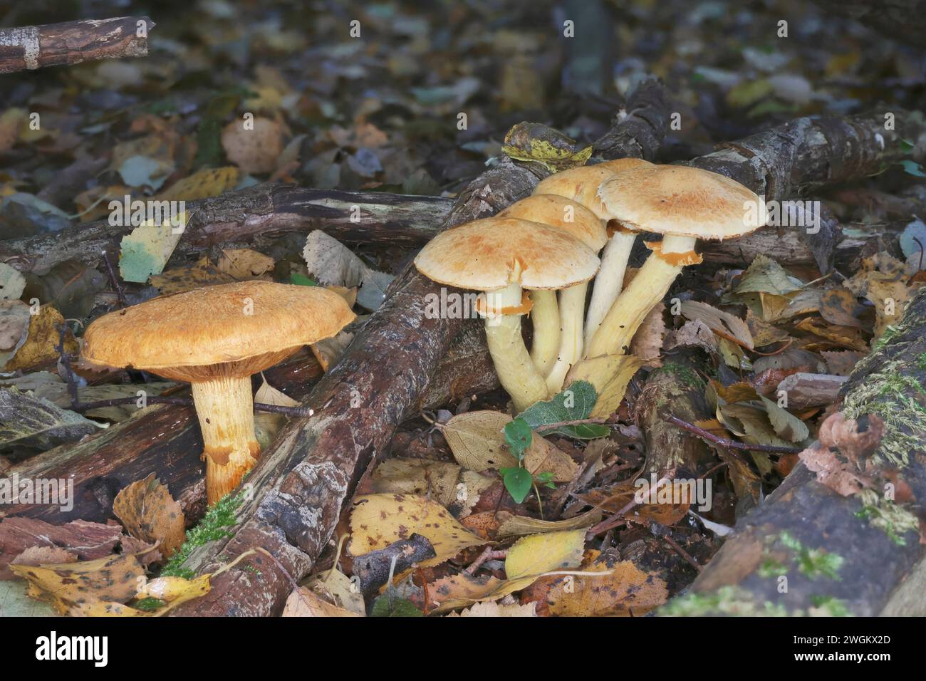 rustgill (Gymnophilus spectabilis), group, Germany, Mecklenburg-Western Pomerania Stock Photo