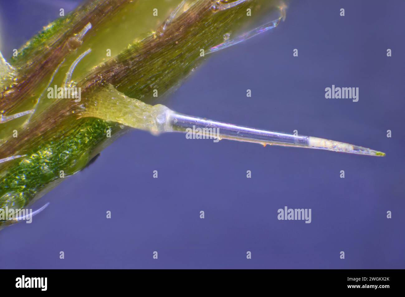 common nettle, stinging nettle, nettle leaf, nettle, stinger (Urtica dioica), Stinging hair, macro shot, Germany, Mecklenburg-Western Pomerania Stock Photo