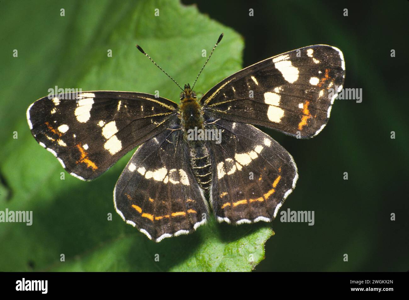 map butterfly, summer form (Araschnia levana f. prorsa), sitting on a leaf, Germany Stock Photo