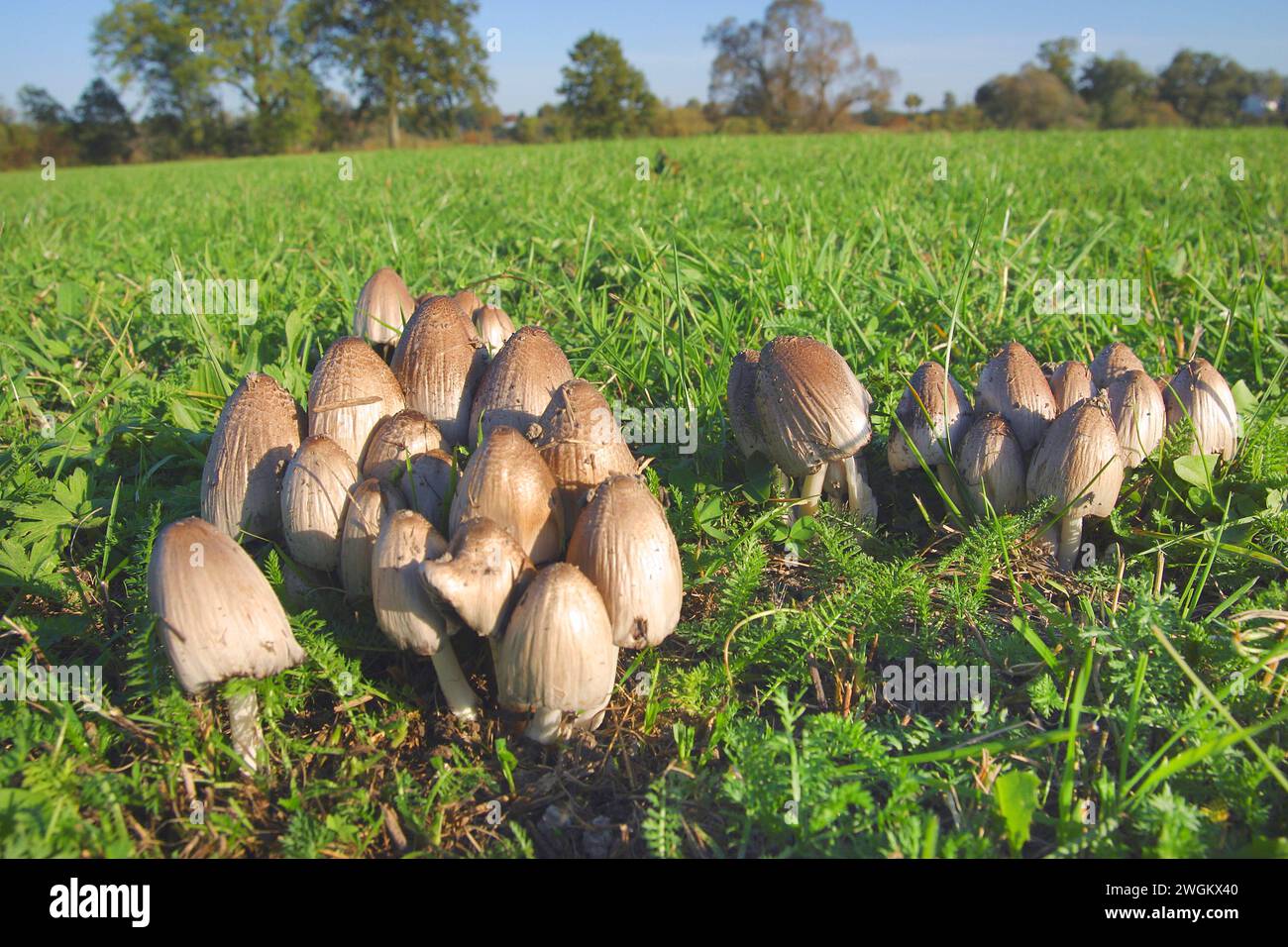 common inkcap, shaggy inkcap, lawyer's (Coprinus atramentarius), group in a meadow, Germany Stock Photo