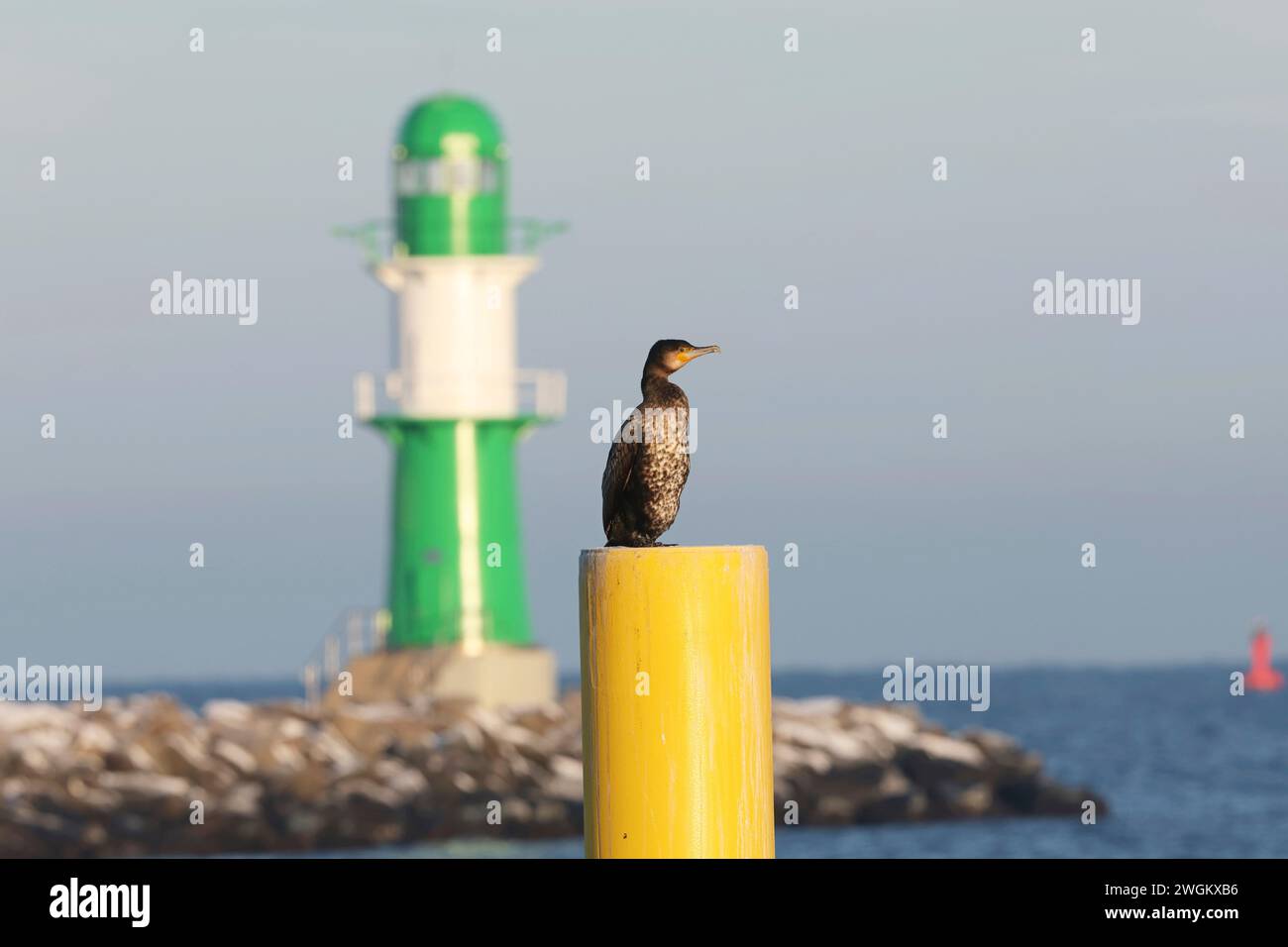 great cormorant (Phalacrocorax carbo), sits on a post at the pier light Molenfeuer of Warnemuende, Germany, Mecklenburg-Western Pomerania, Warnemuende Stock Photo