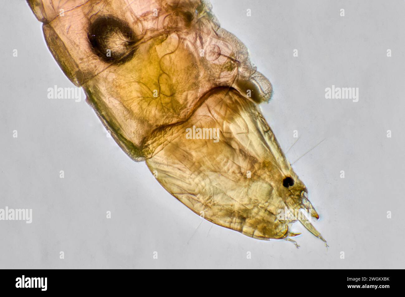 Phantom midge (Chaoborus spec.), Mosquito larva, microscope image, Germany, Mecklenburg-Western Pomerania Stock Photo