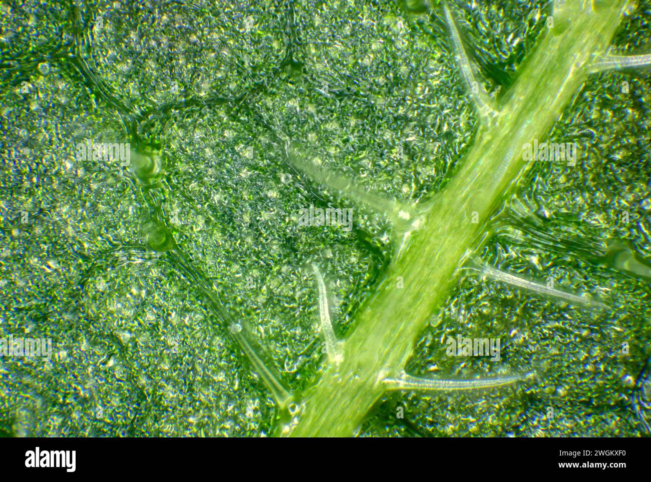 common nettle, stinging nettle, nettle leaf, nettle, stinger (Urtica dioica), Underside of leaf with stinging hairs, macro shot, Germany, Mecklenburg- Stock Photo