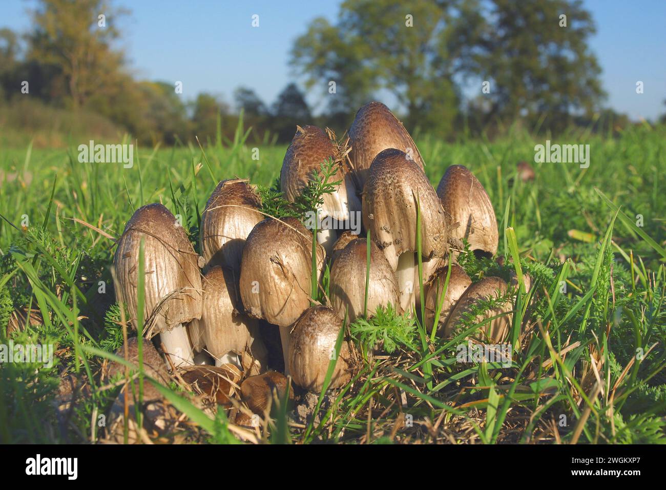common inkcap, shaggy inkcap, lawyer's (Coprinus atramentarius), group in a meadow, Germany Stock Photo