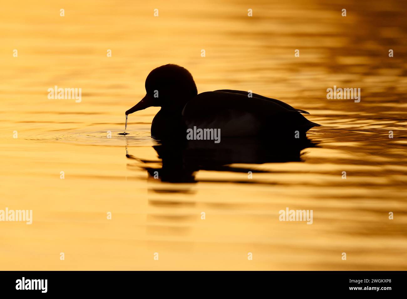 red-crested pochard (Netta rufina), Male on the water at sunset, Netherlands, South Holland Stock Photo