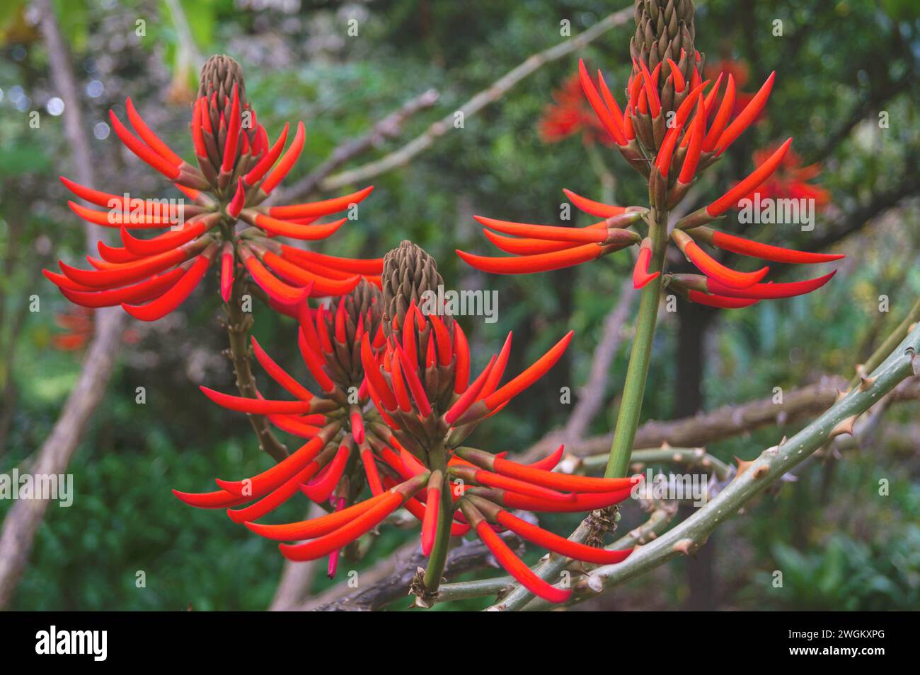 coral tree, Mulungu (Erythrina speciosa), blooming Stock Photo