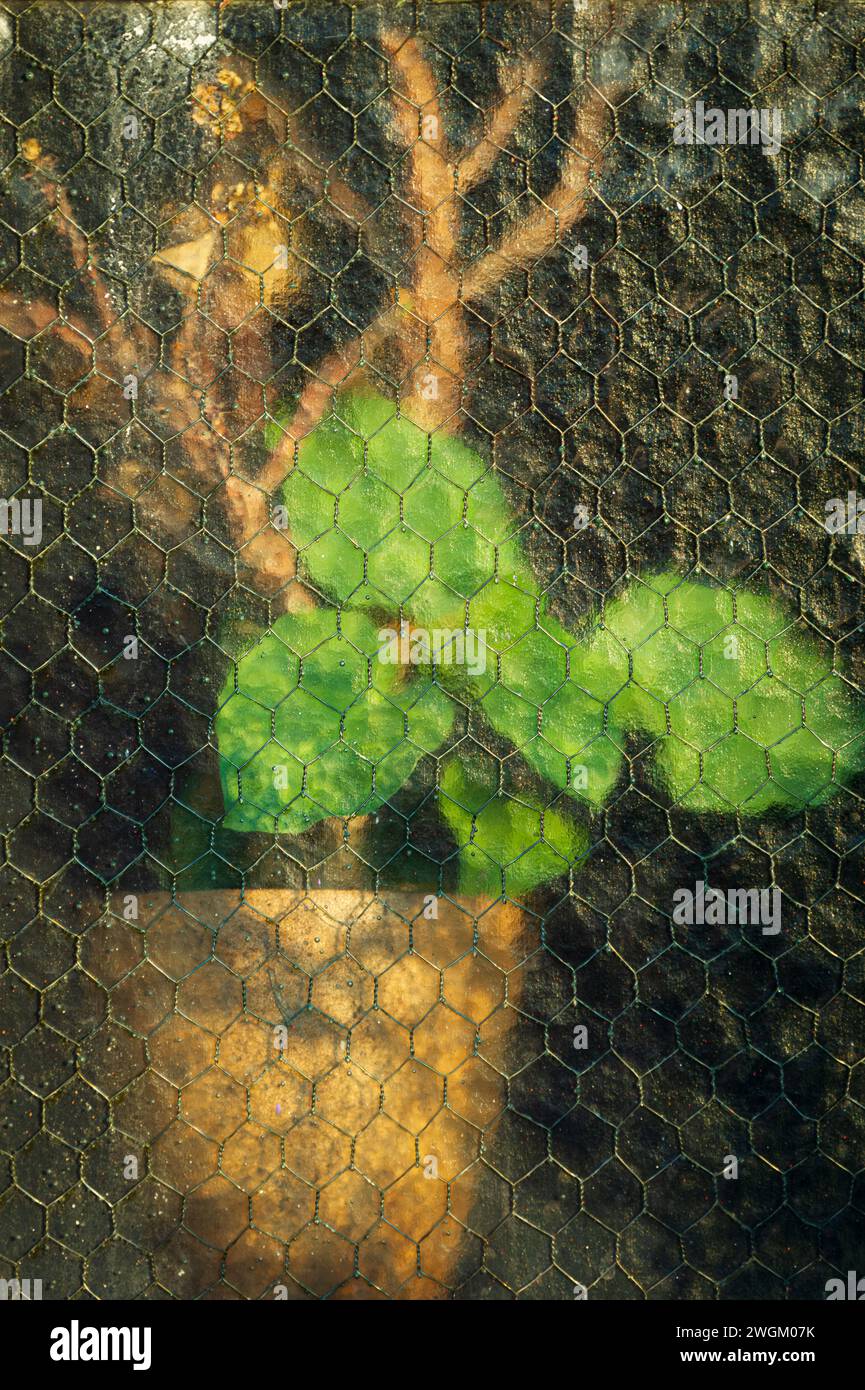 Potted Green Leaf Potted Plant Behind Obscured Vintage Glass Stock Photo
