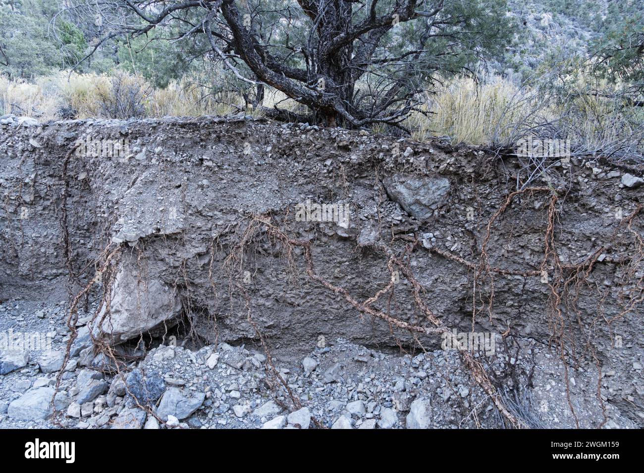 pinyon pine tree roots exposed in eroded gully wall Stock Photo