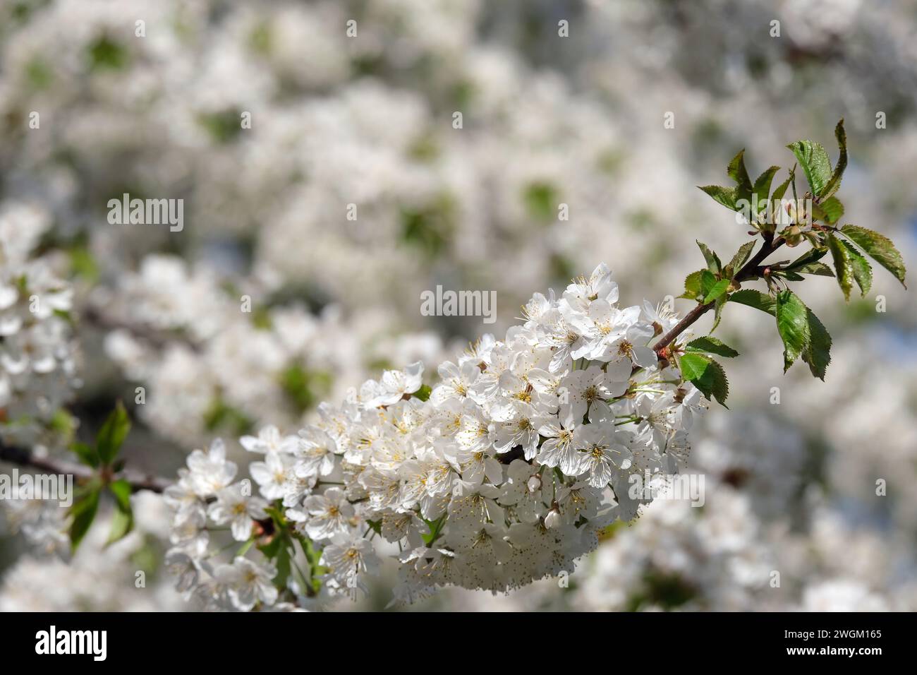 spring time, wild cherry branch in bloom, wild cherry, Prunus avium Stock Photo