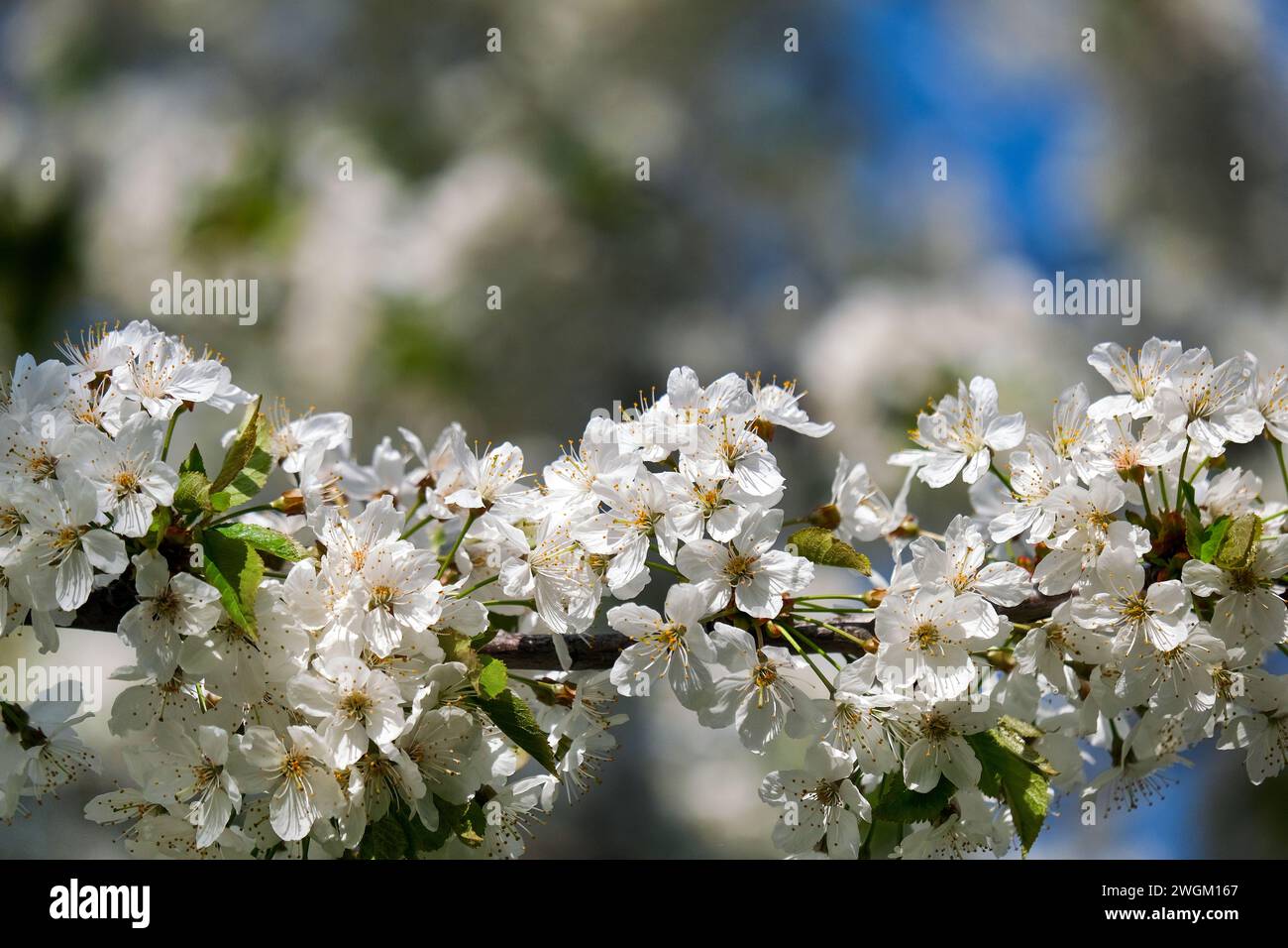 spring time, wild cherry branch in bloom, wild cherry, Prunus avium Stock Photo