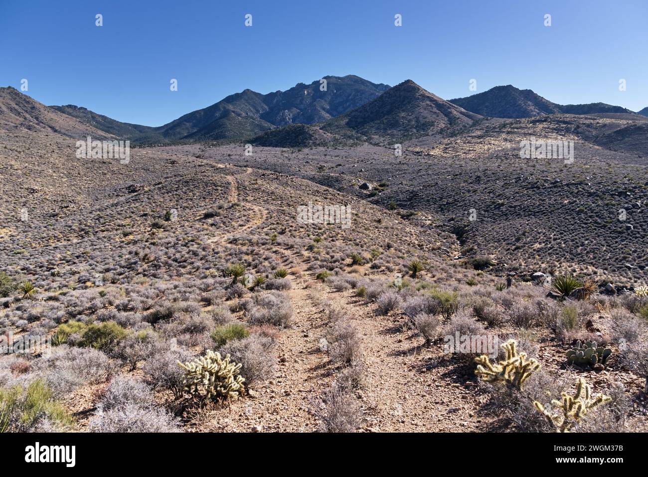 double track dirt road in the Arizona desert leading off towards Mount Tipton Stock Photo