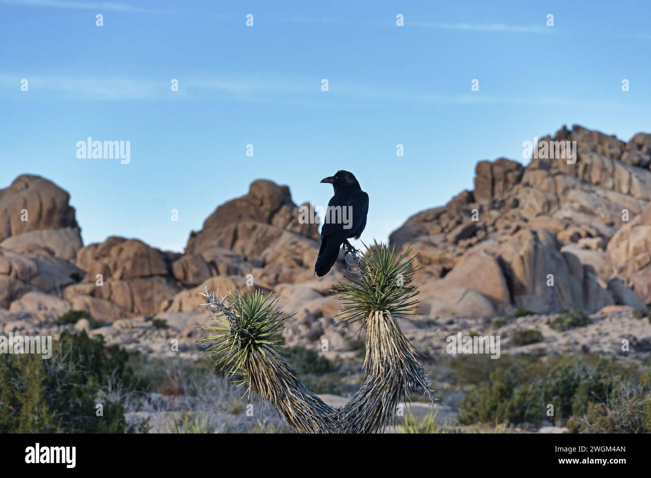 a raven perches on a joshua tree near Jumbo Rocks in Joshua Tree National Park Stock Photo