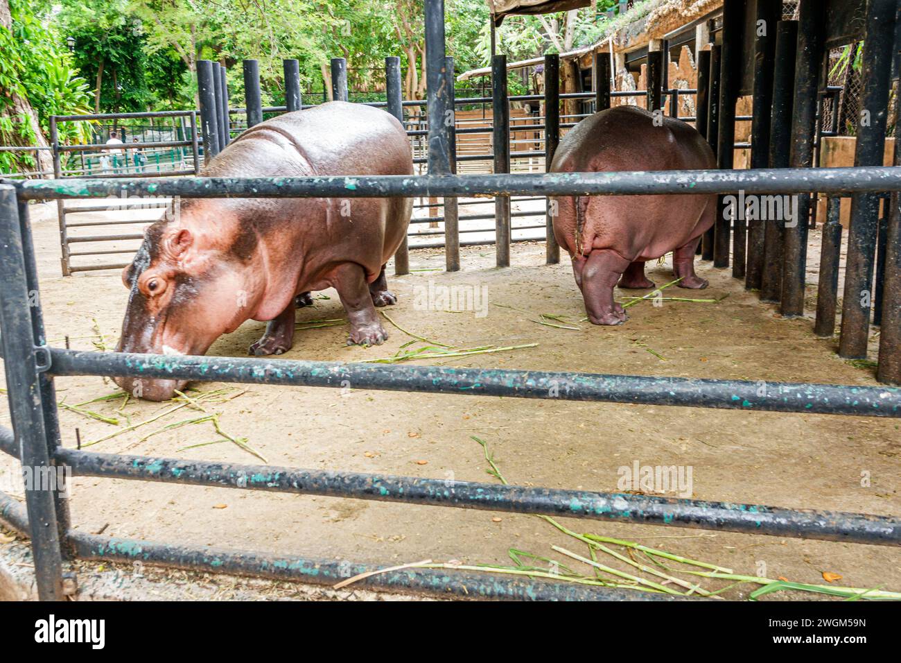 Merida Mexico,Parque Zoologico del Centenario centennial public park,zoo caged hippo hippopotamus eating,Mexican Hispanic Latin Latino,Spanish speakin Stock Photo