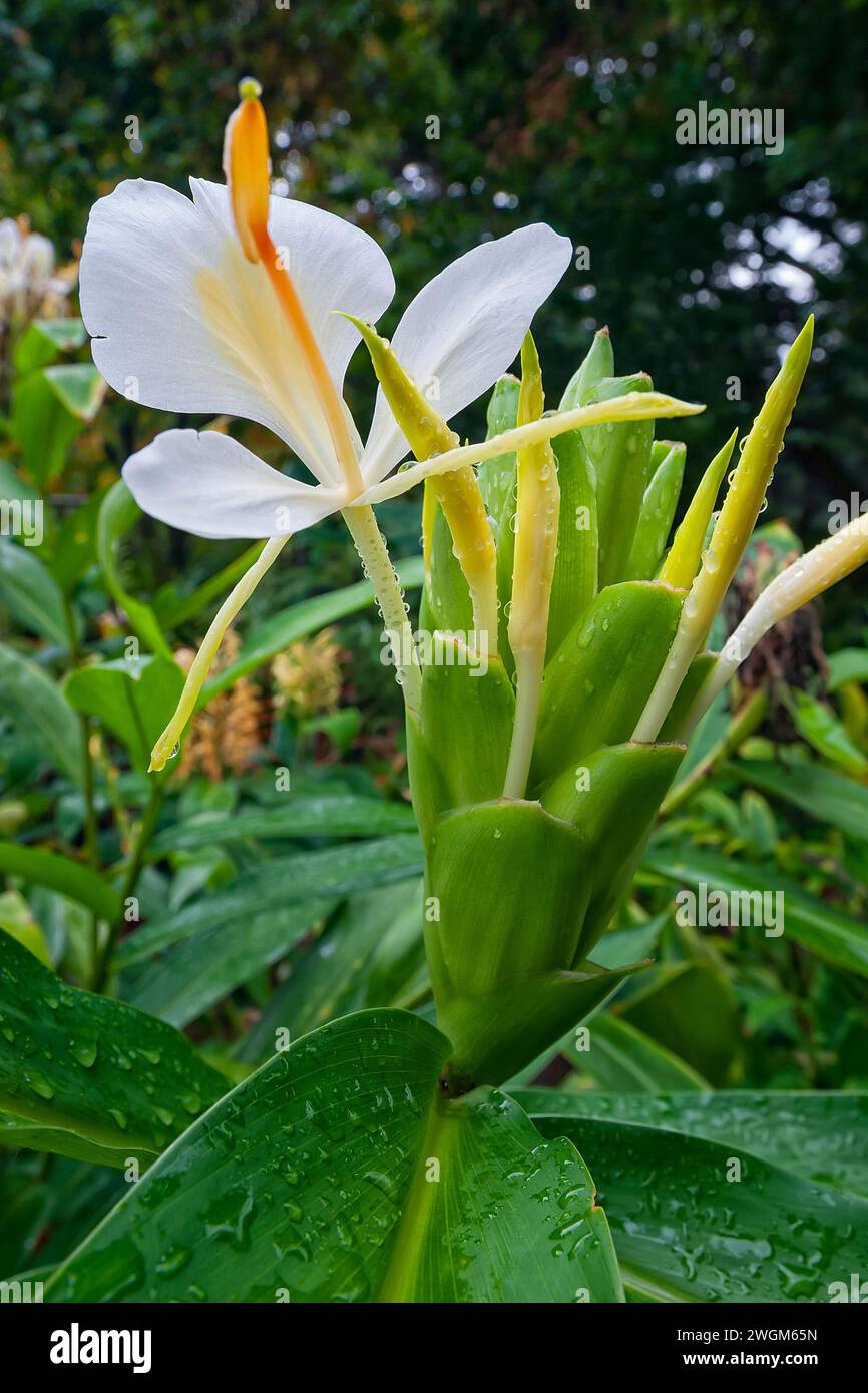 White Ginger Lily Hedychium Coronarium Cv Gold Spot Zingiberaceae